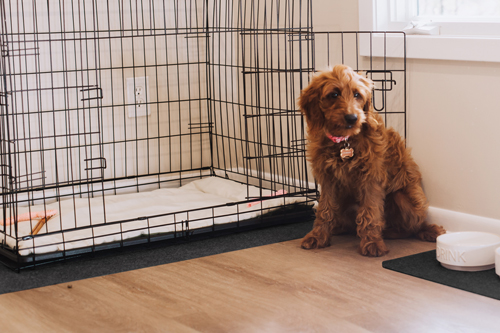 Better Life Technology